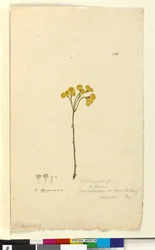 Seite 120. Elichrysum