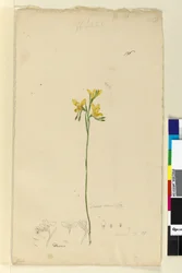 Seite 136. Diuris aurea
