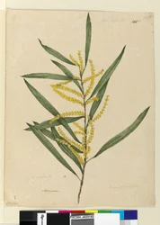 Seite 145. Acacia longifolia