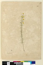 Seite 148. Acacia aciculares, ca. 1803-06