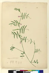 Seite 150. Lathyrus
