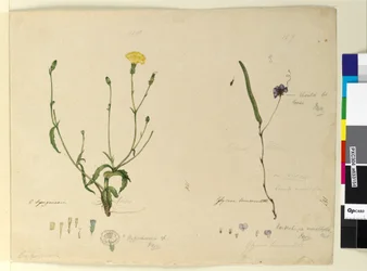 Seite 157. Hardenbergia monophyllaHardenbergia violacea; 158. Hypochaeris
