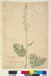 Seite 16. Lomatia silaifolia