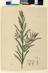 Seite 174. Crowea saligna