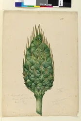 Seite 178. Die Frucht von Zamia spiralis
