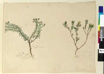 Seite 179. Gompholobium; 180. Poranthera ericafolia