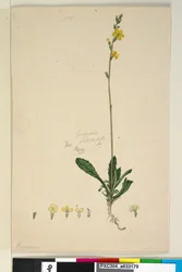 Seite 185. Goodenia bellidifolia