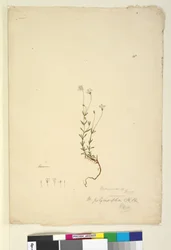 Seite 18. Mitrasacme polymorpha