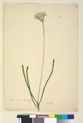 Seite 20. Conospermum longifolium