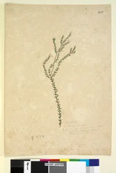 Seite 213. Epacrideae Leucopogon sp.