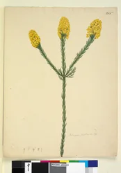 Seite 215. Dillwynia floribunda