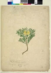 Seite 224. Isopogon anemonifolius