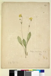 Seite 227. Velleia paradoxa