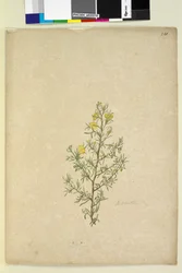 Seite 231. Hibbertia sp