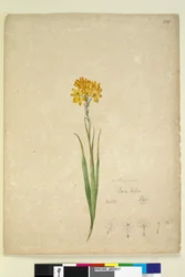 Seite 232. Ixia lutea