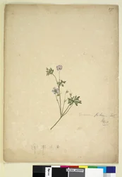 Seite 237. Geranium pilosum