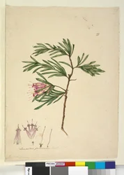 Seite 23. Lambertia formosa
