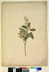 Seite 240. Pomaderris ligustrina