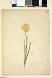 Seite 241. Ixia lutea