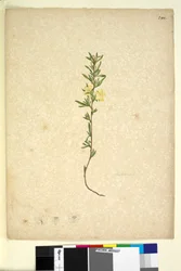 Seite 242. Hibberta