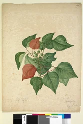 Seite 247. Homolanthus populifolius Omalanthus populifolius, ca. 1803-06