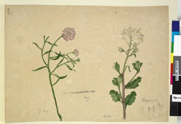 Seite 253. Iberis umbellata; Hesperis sp.