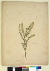 Seite 255. Melaleuca