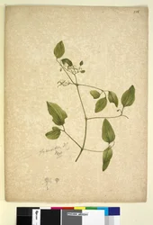 Seite 256. Clematis glycinoides