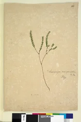 Seite 260. Leucopogon margarodes