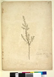 Seite 261. Lissanthe strigosa