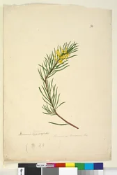 Seite 26. Persoonia linearis