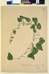 Seite 270. Stephania hernandiaefolia