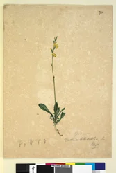 Seite 271. Goodenia bellidifolia