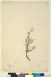 Seite 42. Bursaria spinosa