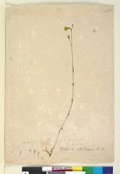 Seite 47. Goodenia stelligera, ca. 1803-06