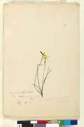 Seite 55. Hypoxis hygrometrica