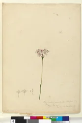 Seite 63. Burchardia umbellata