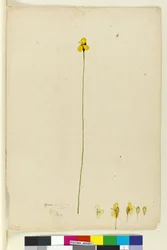 Seite 6. Xyris operculata, ca. 1803-06