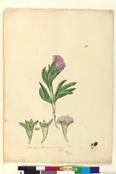 Seite 82. Mesembryanthemum aequilaterale