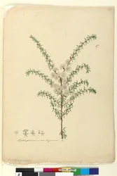 Seite 87. Leptospermum ambiguum