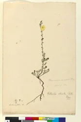Seite 93. Hibbertia stricta