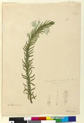 Seite 98. Chloanthes stoechadis