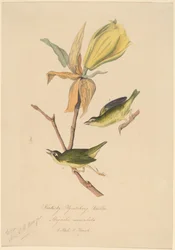 Kentucky Fliegenschnäpper