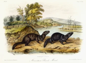 Bachmink, ca. 1849-1854