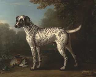 Ein grau gesprenkelter Hund