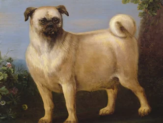 Ein Mops in einer Landschaft