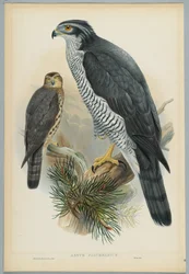 Habicht, gezeichnet von J. Wolf, graviert von H. C. Richter