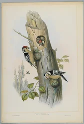 Kleinspecht, graviert von H. C. Richter