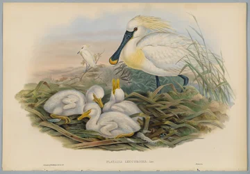 Löffler und Jungtiere, graviert von H. C. Richter