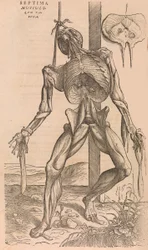 De humani corporis fabrica Über den Bau des menschlichen Körpers, 1555